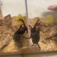 カブトムシ　オスメスペア