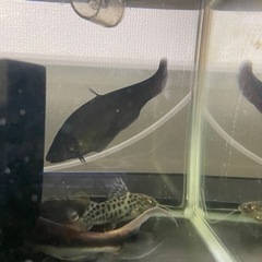 Shop Visit] From super cheap arowanas that are sure to sell