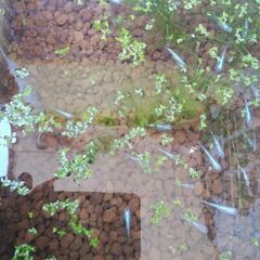 メダカ　ミックス　15匹～20匹＋水草色々