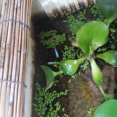 メダカ　ミックス　15匹～20匹＋水草色々の画像