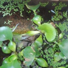 水草　色々　メダカ