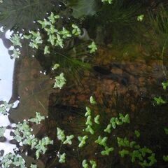 水草　色々　メダカの画像