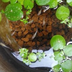 水草　色々　メダカの画像