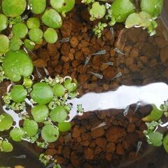 水草　色々　メダカの画像