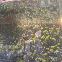オオミジンコの画像