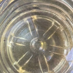 オオミジンコの画像