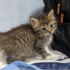 キジ白もふちゃん