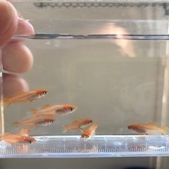 ①数量限定【東天紅】　メダカ　成魚　10匹