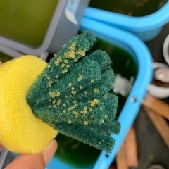 初心者向けのメダカの画像