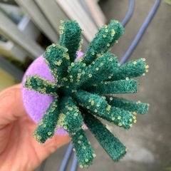 初心者向けのメダカの画像