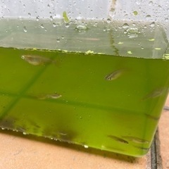 メダカ20匹程度とエサ。差し上げます。