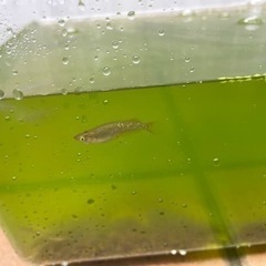 メダカ20匹程度とエサ。差し上げます。の画像