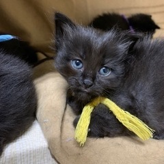 再投稿です。里親さん急募