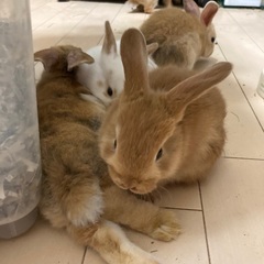 ウサギ❣️最終価格でご案内