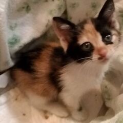 大至急！仔猫用のフードをまとめて１０円でお願い申し上げます。