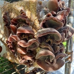 【農家直売】国産キクラゲ