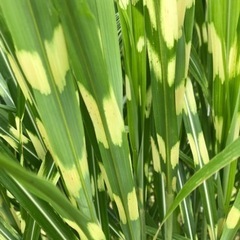ヤバネススキ（タカノハススキ）の葉または株　生け花・お庭のアクセ...