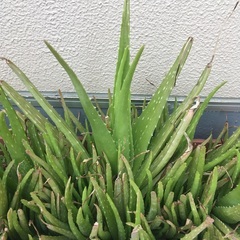 アロエベラの「苗」差し上げますの画像