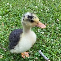 鳥好きの友達を探しています🤗