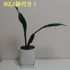 週末限定値下げ！🌟観葉植物とイケアの鉢と皿セット🌟