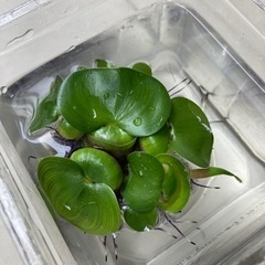 （お取引中）姫ホテイアオイ 1株