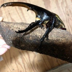 ヘラクレスオオカブトムシ美形140mm UPオス単品