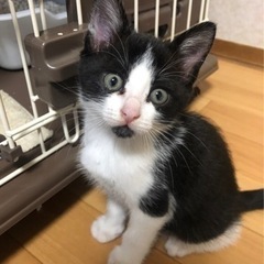 子猫の里親募集