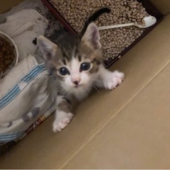 譲渡先が決まりました