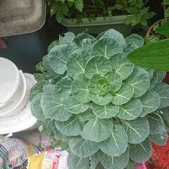 芽キャベツ 苗の画像