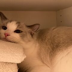 子猫用哺乳瓶　その他猫グッズの画像