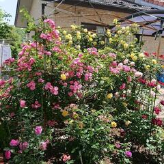 薔薇友募集です、