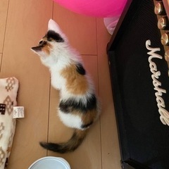 保護猫です😊可愛いです☺️