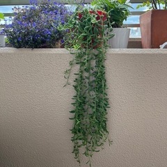 【決まりました】三日月ネックレスの画像