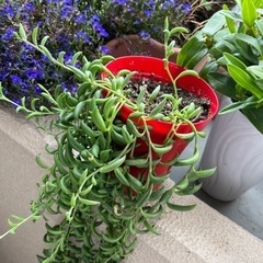 【決まりました】三日月ネックレスの画像