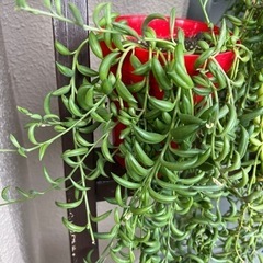 【決まりました】三日月ネックレスの画像