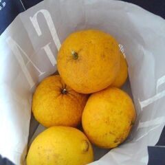 夏みかん