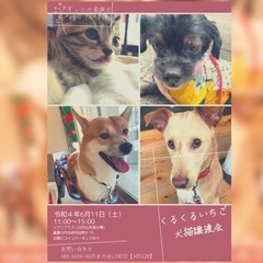6／11 子猫シーズン犬猫譲渡会