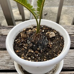 蘇鉄 ソテツの画像