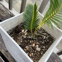 ソテツ 蘇鉄の画像