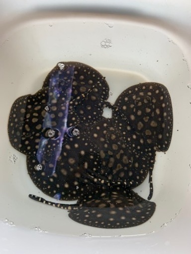 純血ダイヤモンドポルカ　♀ メス