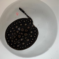 純血ダイヤモンドポルカ　♀ メスの画像