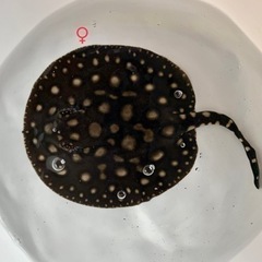 純血ダイヤモンドポルカ　♀ メスの画像