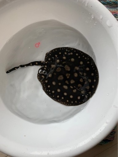 純血ダイヤモンドポルカ　♂オス