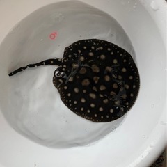 純血ダイヤモンドポルカ　♂オスの画像