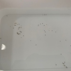 めだか針子　めだかの卵　売りますの画像