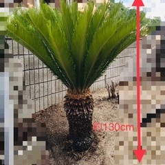 (決まりました！)蘇鉄　ソテツ　観葉植物