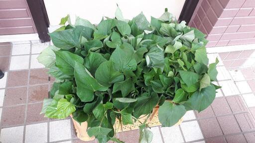 さつまいも　苗　芋苗　1ｺﾝﾃﾅ分　約500本