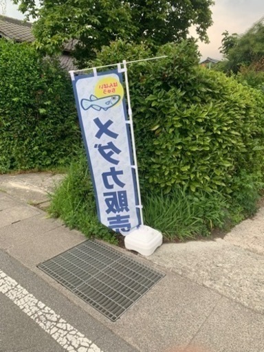 メダカ販売再開します！