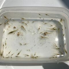メダカ稚魚 ブルーシュリンプ ミナミヌマエビ 各5匹の画像
