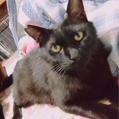 擦り寄って来る黒猫君♪